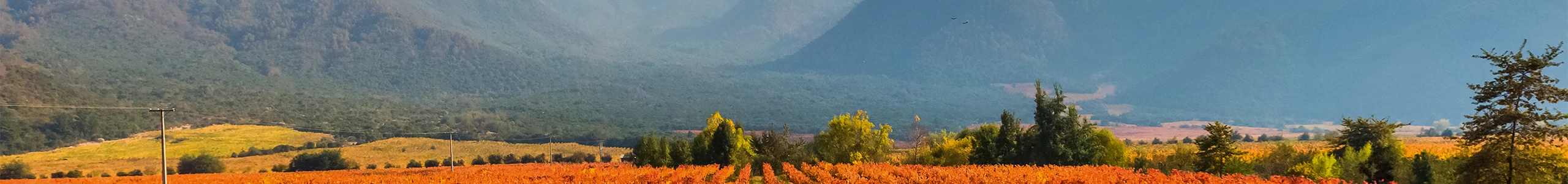 Weine aus Chile