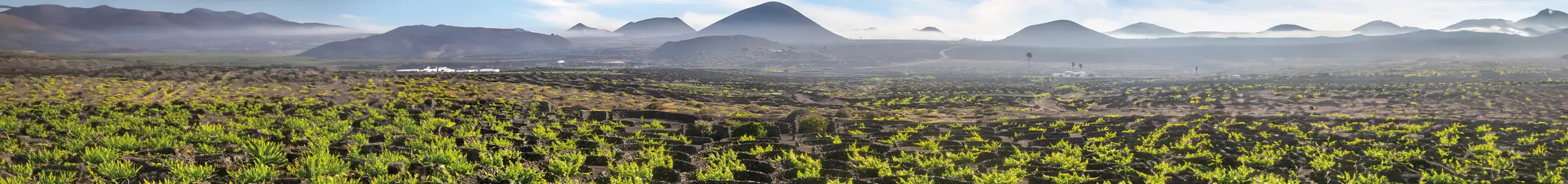 Vulkan-Wein von der kanarischen Insel Lanzarote