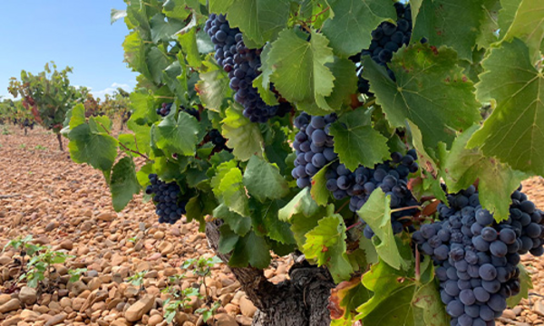 Osculum Toro Crianza 2022