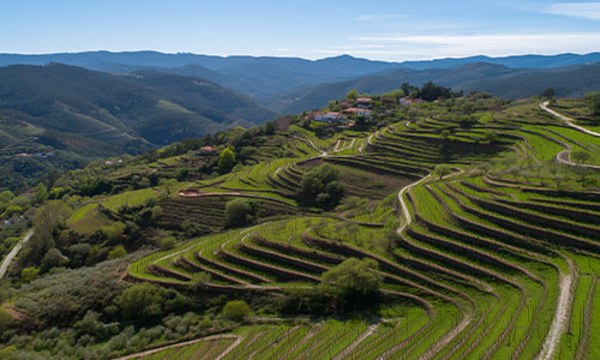 Vinho Verde-Paket